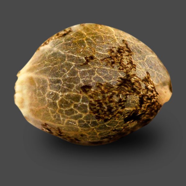 Насіння Auto CBD White Widow Feminised від Green House Seeds