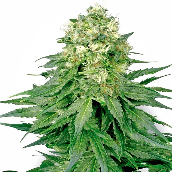 White Widow Feminised by Green House Seeds