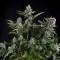 Насіння Auto CBD White Widow Feminised від Green House Seeds