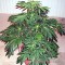 AK-47 Feminised by Green Silk Road Seeds