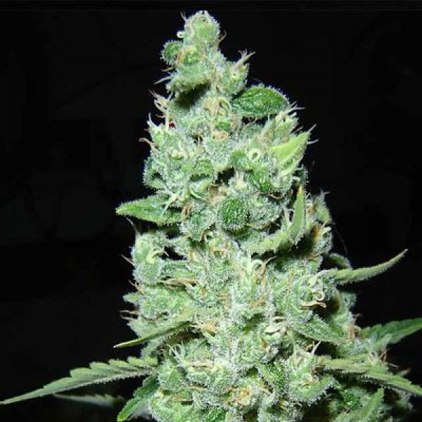 AK-47 Feminised by Green Silk Road Seeds