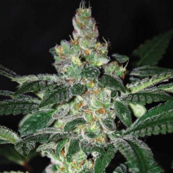 Amnesia Feminised by Green Silk Road Seeds