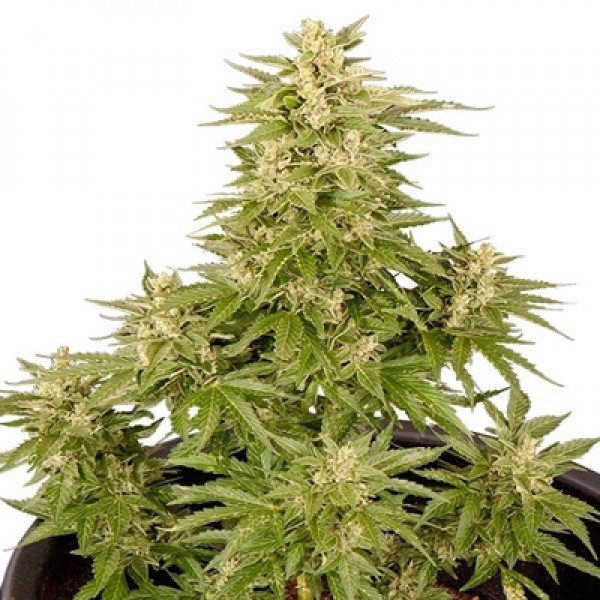 Насіння Auto Critical Feminised