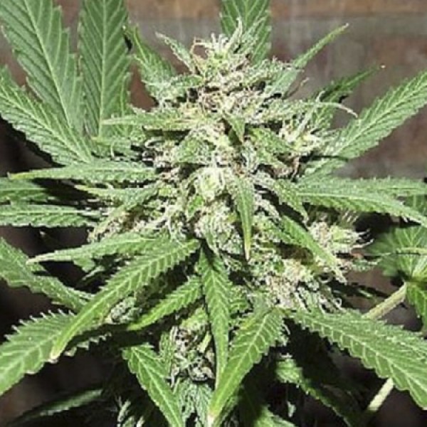 Auto Great White Shark Feminised