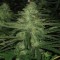 Auto Northern Lights Feminised by Green Silk Road Seeds