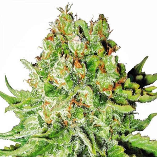 Auto Northern Lights Feminised by Green Silk Road Seeds