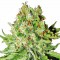 Auto Northern Lights Feminised by Green Silk Road Seeds