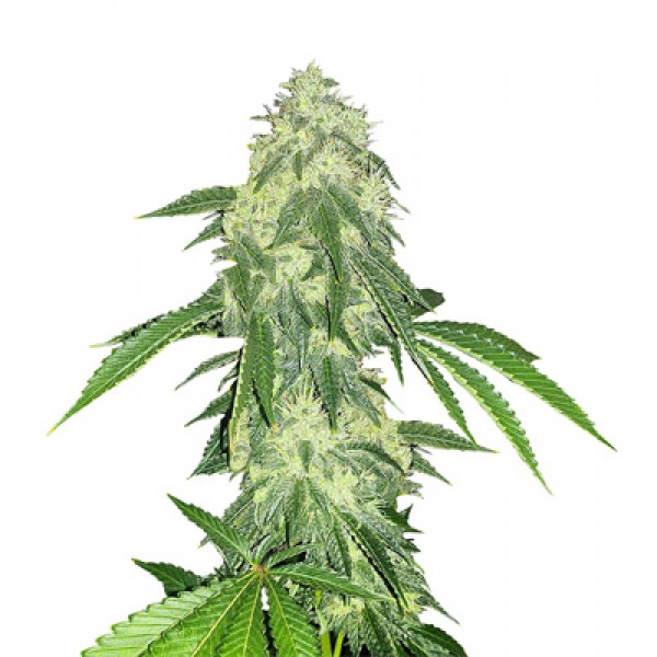 Auto Northern Lights Feminised by Green Silk Road Seeds