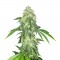 Auto Northern Lights Feminised by Green Silk Road Seeds