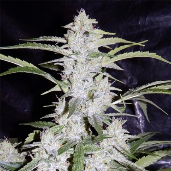 Auto OG Kush Feminised by Green Silk Road Seeds