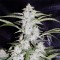 Auto OG Kush Feminised by Green Silk Road Seeds