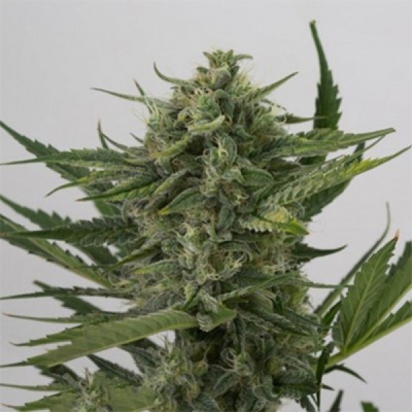 Auto OG Kush Feminised by Green Silk Road Seeds