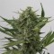 Auto OG Kush Feminised by Green Silk Road Seeds