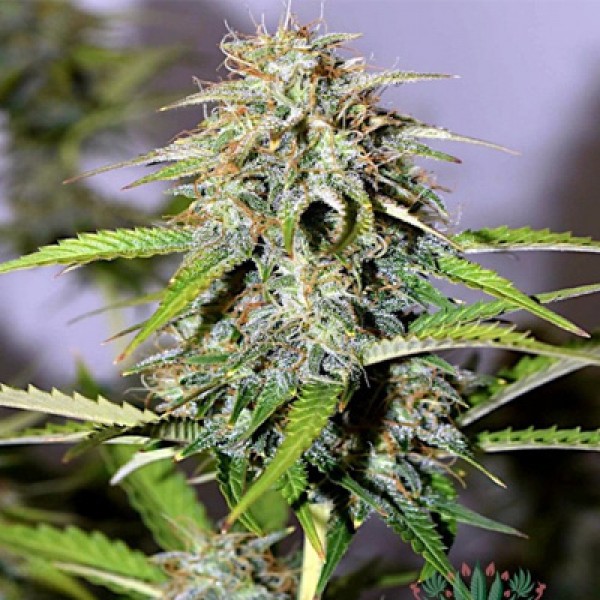 Auto Power Plant Feminised by Green Silk Road Seeds