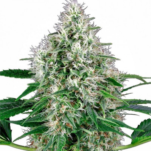 Auto Power Plant Feminised by Green Silk Road Seeds
