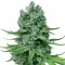 Auto Super Skunk Feminised by Green Silk Road Seeds