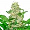 Auto Super Skunk Feminised by Green Silk Road Seeds