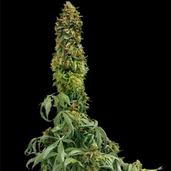 Насіння Auto Sweet Tooth Feminised