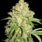 Auto White Russian Feminised by Green Silk Road Seeds
