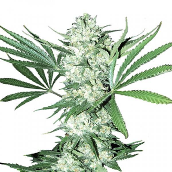 Auto White Widow Feminised by Green Silk Road Seeds