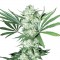 Auto White Widow Feminised by Green Silk Road Seeds