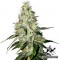 Auto White Widow Feminised by Green Silk Road Seeds