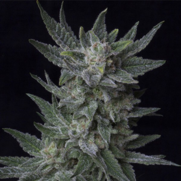 Auto Bubble Gum Feminised