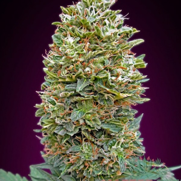 Auto Bubble Gum Feminised