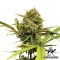 Auto Northern Lights Feminised by Green Silk Road Seeds