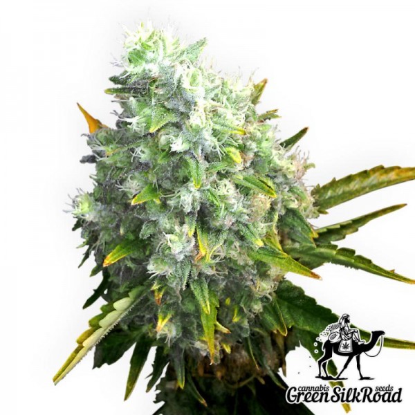 Auto OG Kush Feminised by Green Silk Road Seeds