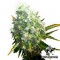 Auto OG Kush Feminised by Green Silk Road Seeds