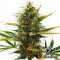 Auto Super Skunk Feminised by Green Silk Road Seeds