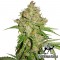 Auto White Russian Feminised by Green Silk Road Seeds