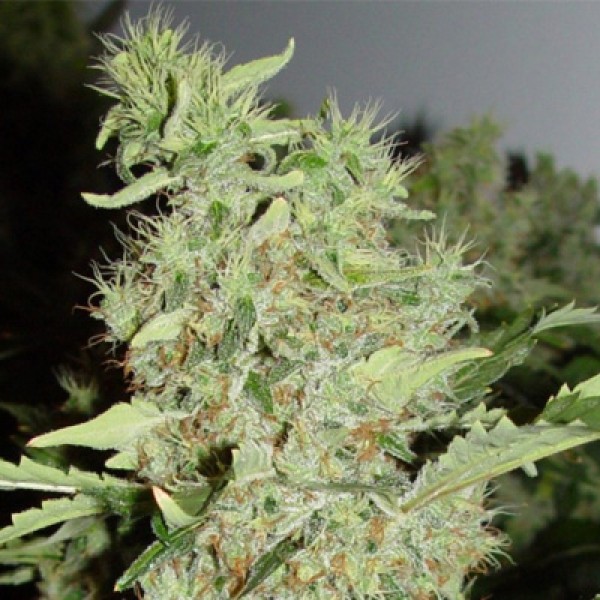 Bubble Gum Feminised