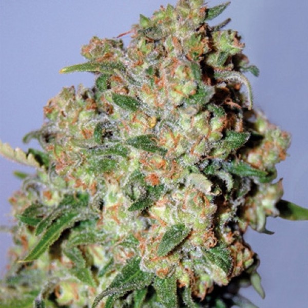 Насіння Critical Feminised