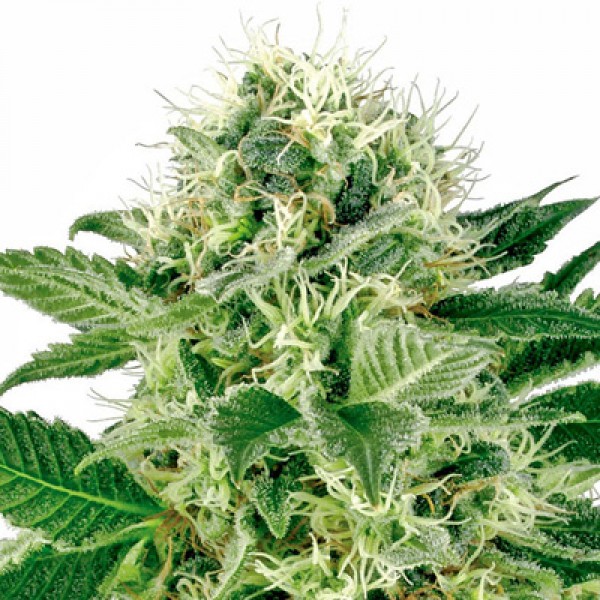 Насіння Northern Lights Feminised