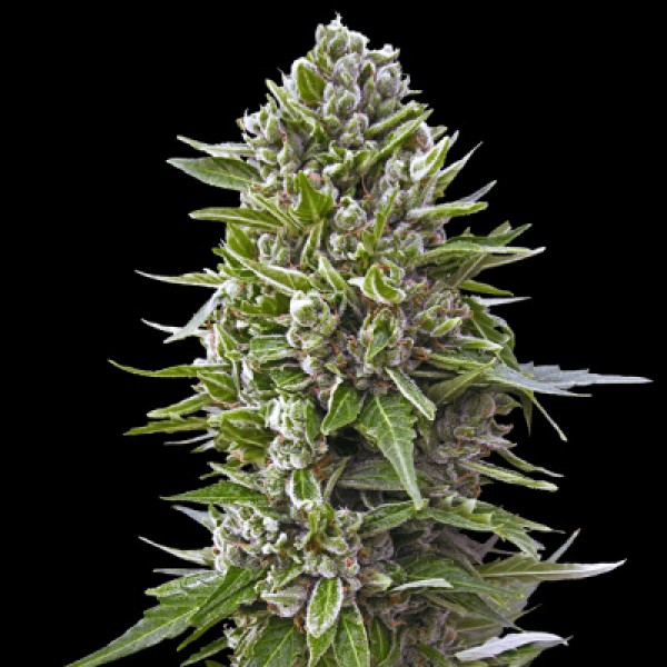 Насіння Northern Lights Feminised