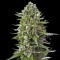Насіння Northern Lights Feminised