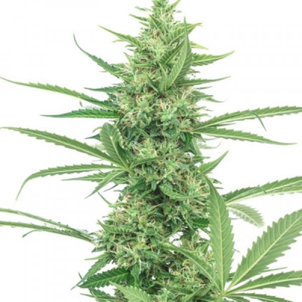 Power Plant Feminised