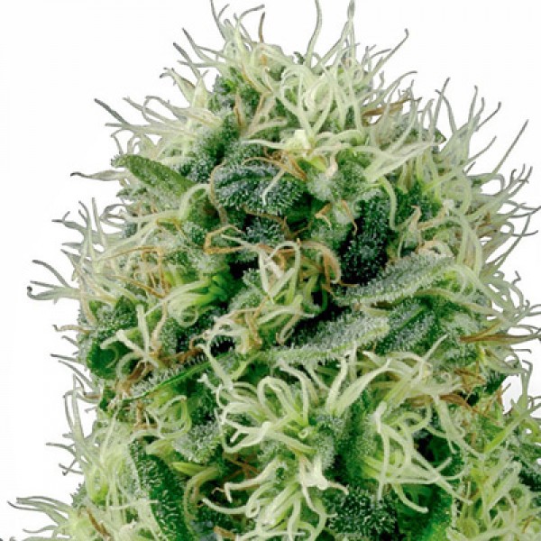 Power Plant Feminised