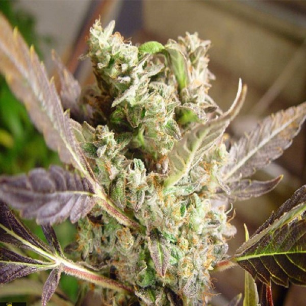 Насіння Somango Feminised