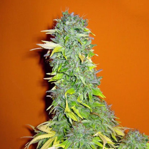 Насіння Somango Feminised