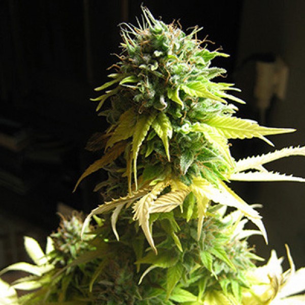 Насіння Somango Feminised