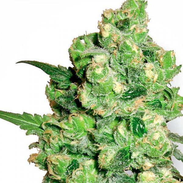 Super Skunk Feminised