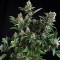 White Widow Feminised by Green Silk Road Seeds