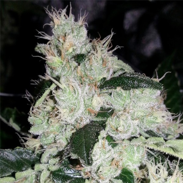 White Widow Feminised by Green Silk Road Seeds