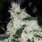 White Widow Feminised by Green Silk Road Seeds