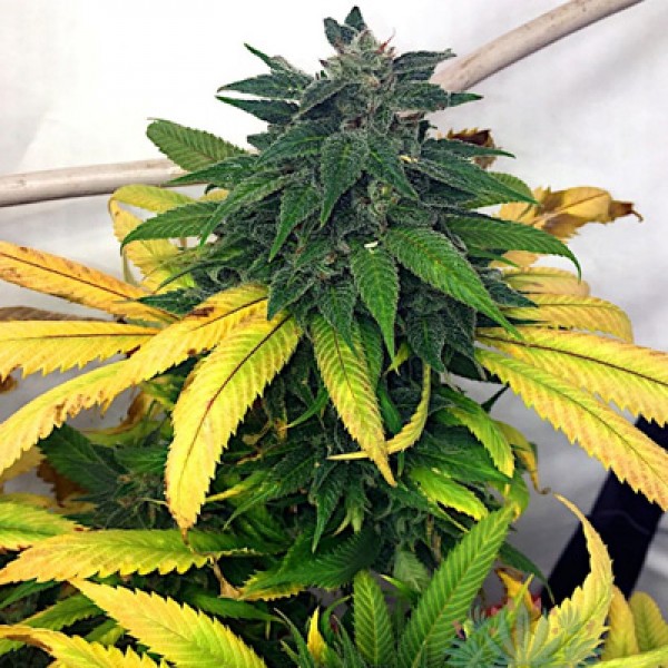 White Widow Feminised by Green Silk Road Seeds
