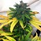 White Widow Feminised by Green Silk Road Seeds