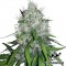 Amnesia Feminised by Green Silk Road Seeds